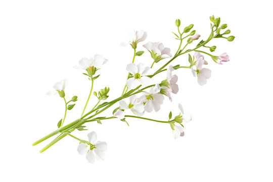 a white flower with green stems and white flowers