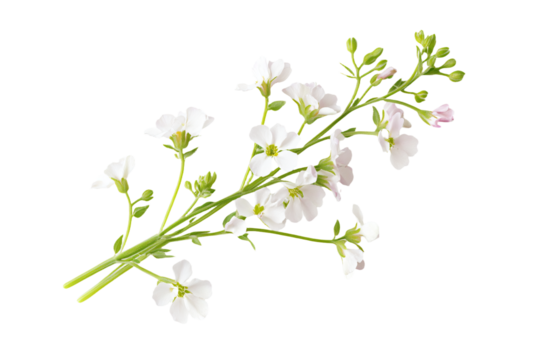a white flower with green stems and white flowers