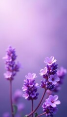 Obraz premium Pastel violet backdrop, abundant lavender blooms , peaceful, organic