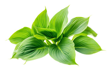 a group of green leaves on a white background