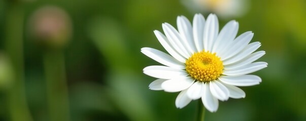 Fototapeta premium Single Marguerite Daisy, vibrant white petals, yellow center , beauty, nature, closeup