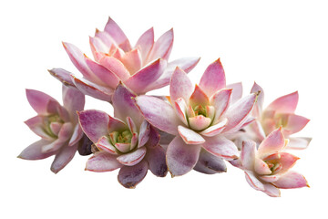 a group of pink flowers on a white background