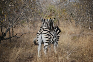 zebras in the savannah hugging