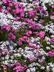公園に咲いた芝桜