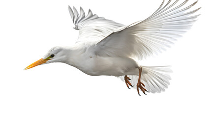 Obraz premium bird flying transparent background png