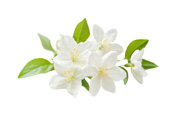 Obraz premium a bunch of white flowers with green leaves