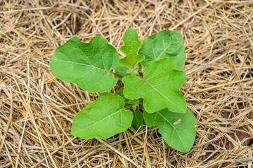 A young Thai eggplant plant (Solanum virginianum), also known as yellow-berried nightshade, with...