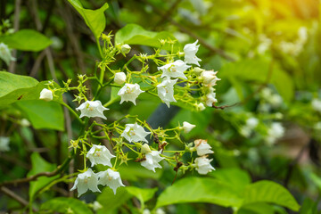 Close-up of white Bread Flower (Vallaris glabra), known as “Chomnard” in Thailand, blooming with lush green leaves and sunlight, symbolizing purity and tropical elegance.