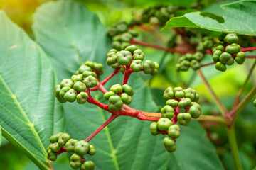 Close-up of green Bandicoot Berry (Leea indica) with red stems on a lush tropical plant, showcasing nature&rsquo;s vibrant patterns and exotic growth in a jungle environment.