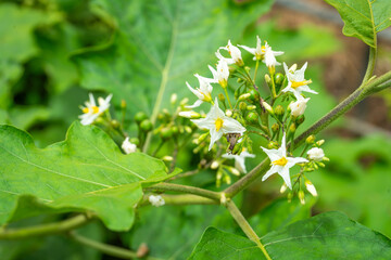 The white flower of Turkey Berry (Solanum torvum)—Fresh Fruits in a Home Vegetable Garden.