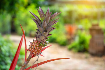 Close-up of a young red pineapple growing in a tropical garden, featuring vibrant spiky leaves and warm natural sunlight in a lush green background. Exotic and rare ornamental fruit.