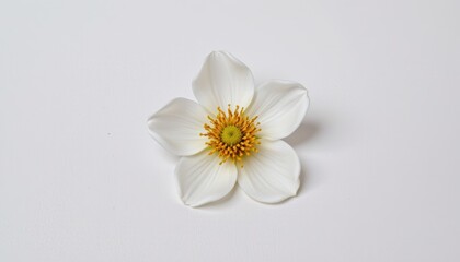 Delicate White Flower with Yellow Center Isolated on White Background presenting Natural Beauty