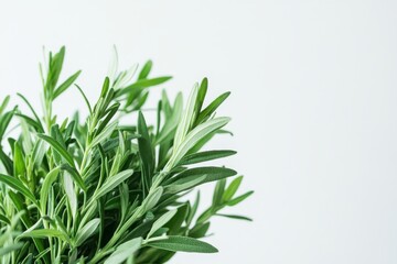 Obraz premium Fresh green rosemary sprigs sit against a bright white background, providing a clean view