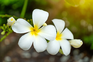 Close-up of white Singapore plumeria (Plumeria obtusa) flowers with yellow centers blooming in sunlight, set against a blurred green background for a calm, tropical feel.