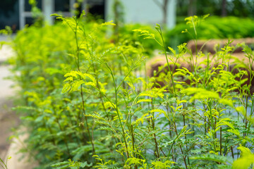 Close-up of a young shoot of White Popinac (Leucaena leucocephala), also known as Lead Tree or Ipil-ipil, growing in an organic vegetable garden in Thailand.