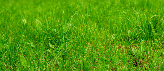 Lush Green Grass Close-Up with Vibrant Summer Foliage