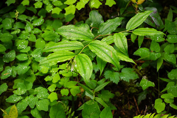 green leaves background