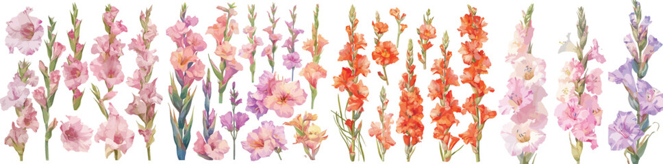 gladiolus watercolor clipart © dian's