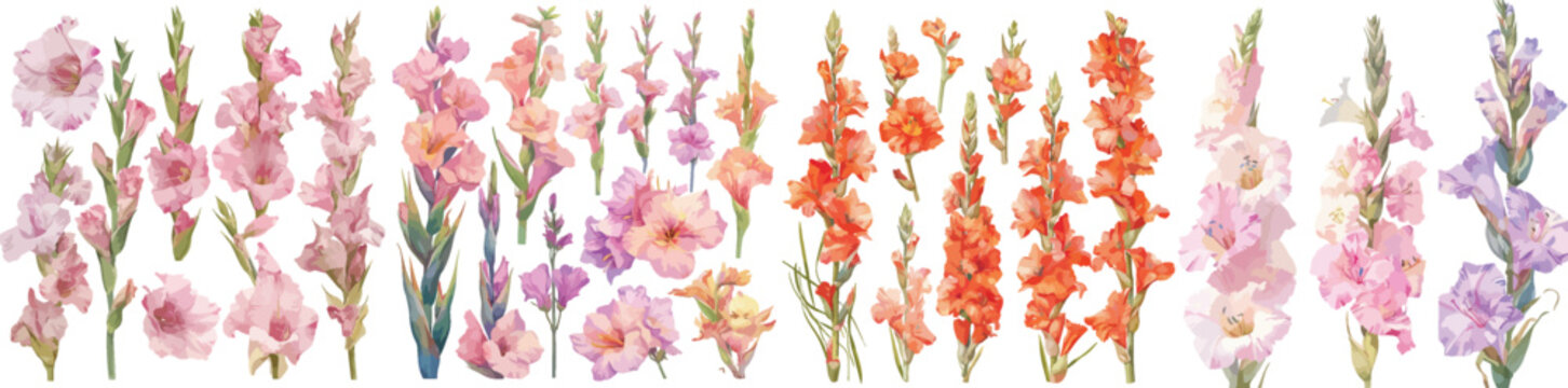 gladiolus watercolor clipart