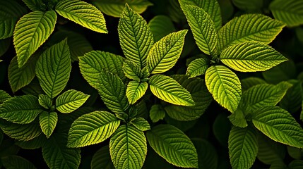 Close-up view of vibrant green leaves in intricate patterns.
