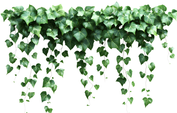 Lush Green Ivy Vines with Summer Leaves, Isolated on Transparent Background
