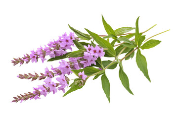 a bunch of purple flowers on a branch