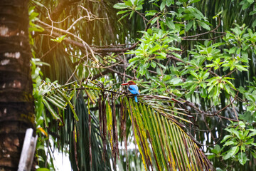 A beautiful blue bird, the White-throated kingfisher (Halcyon smyrnensis), sits on a palm branch in the rainforest