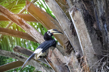The oriental pearl hornbill (Anthracoceros albirostris) sits in the branches of a palm tree