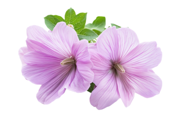 two purple flowers with green leaves on a white background