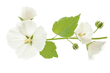 a white flower with green leaves on a white background