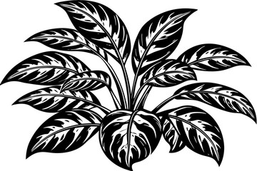 black and white flower