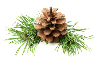 Close-up of a festive arrangement with fir branches and pine cones, isolated on white with shadow for holiday-themed designs.