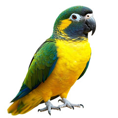 Obraz premium Yellow and Green Parrot