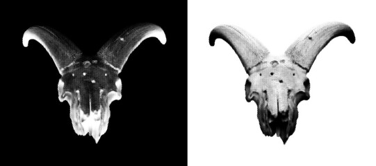 Goat Skull Illustration in halftone style. Monochrome . Black and white