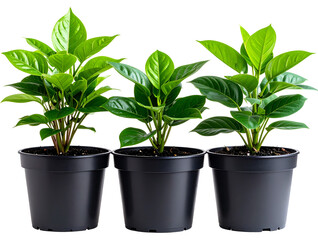 Obraz premium Potted plants, three pots of green leaves in black pots, high-definition photography