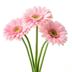 Elegant Pink Gerbera Daisies A Bouquet of Delicate Beauty