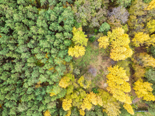 Naklejka premium Aerial drone view of stunning colorful autumn fall forest.
