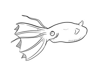 vampire squid digital drawing illustration isolated