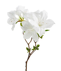 Azaleas flowers with leaves, White flowers isolated on white background with clipping path 