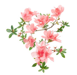 Pink Azaleas flowers with leaves, White flowers isolated on white background with clipping path