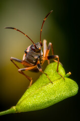 Macrophotography of a Dirt-colored Seed Bug (Boesus quadripunctatus) on a green leaf with dark background.