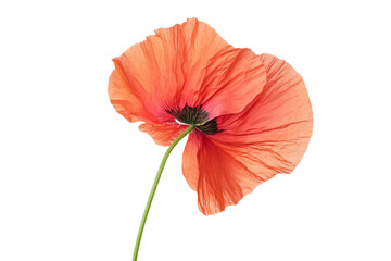 Obraz premium a single red flower is in a vase