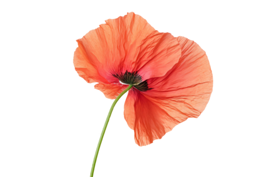 a single red flower is in a vase