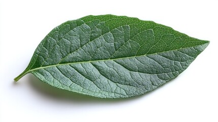 Obraz premium Single Green Leaf on White Background