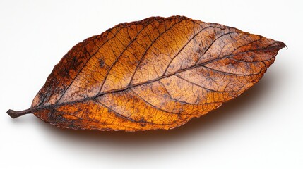 Autumn Leaf: A Study in Brown Hues