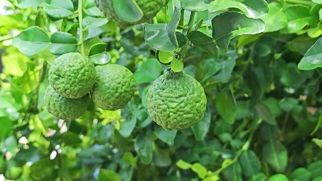 Kaffir lime