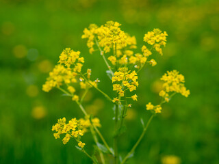 Sinapis Arvensis or Wild Mustard. Various medicinal   plants. Closeup of a yellow budding and flowering Wild Mustard