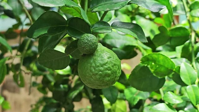 Kaffir lime