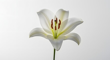 Obraz premium A pristine white lily, perfectly in bloom, reveals intricate details with a soft, elegant presentation.