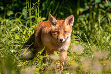 Red fox in the grass. Red fox cub. Red fox vulpes